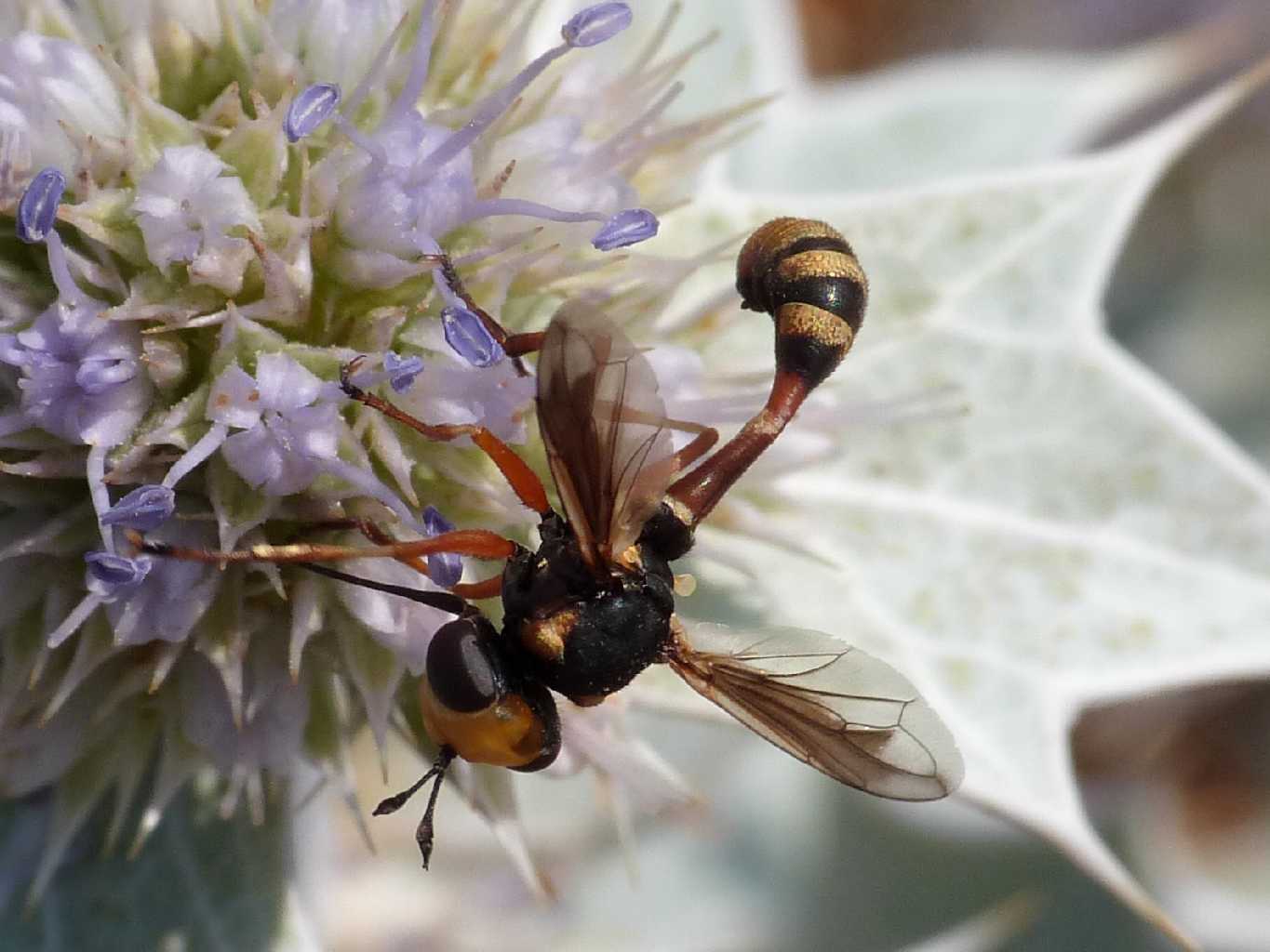 Physocephala del gruppo 